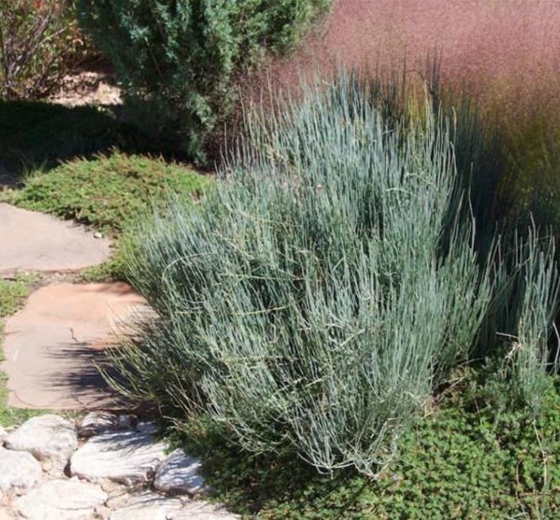 Ephedra equisetina - Chá Mórmon Equisetina, Éfedra, Ma Huang, Bluestem Joint Fir - Imagem 2