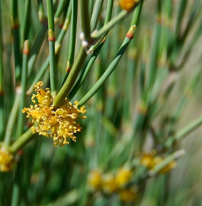 Ephedra equisetina - Chá Mórmon Equisetina, Éfedra, Ma Huang, Bluestem Joint Fir - Imagem 3