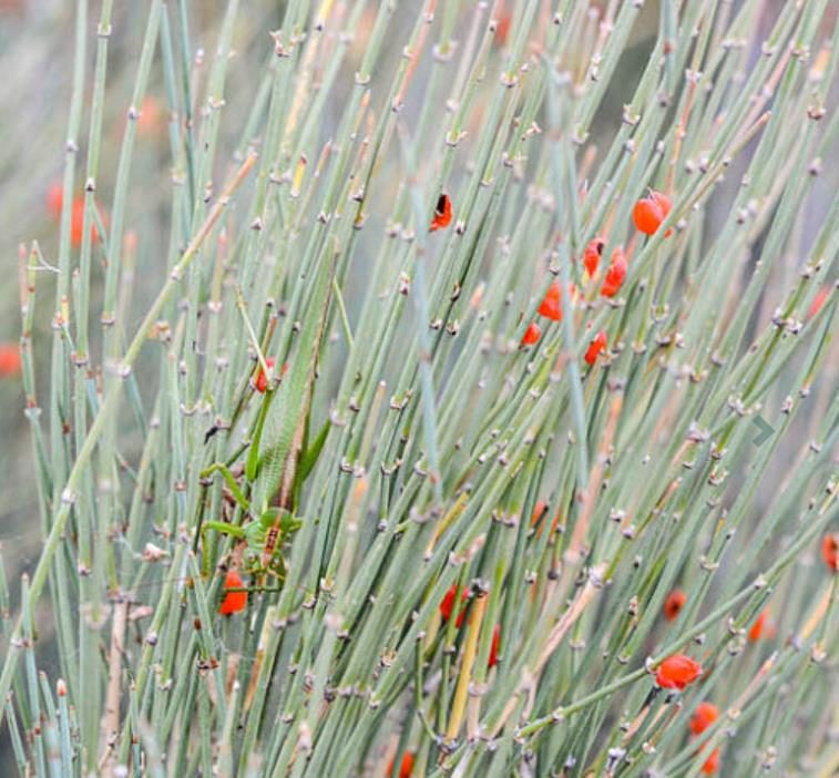 Ephedra equisetina - Chá Mórmon Equisetina, Éfedra, Ma Huang, Bluestem Joint Fir - Imagem 4