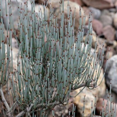 Ephedra intermedia - Chá Mórmon Azul, Blue Jointfir, Mormon Tea, Chá Brigham, Zhong Mahuang, Efedra