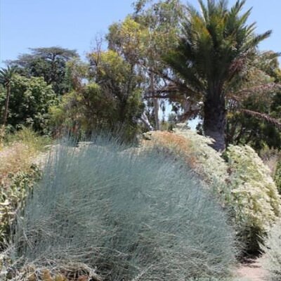 Ephedra nevadensis - Efedra de Nevada, Chá Mórmon de Nevada, Chá do Deserto, Gray Jointfir