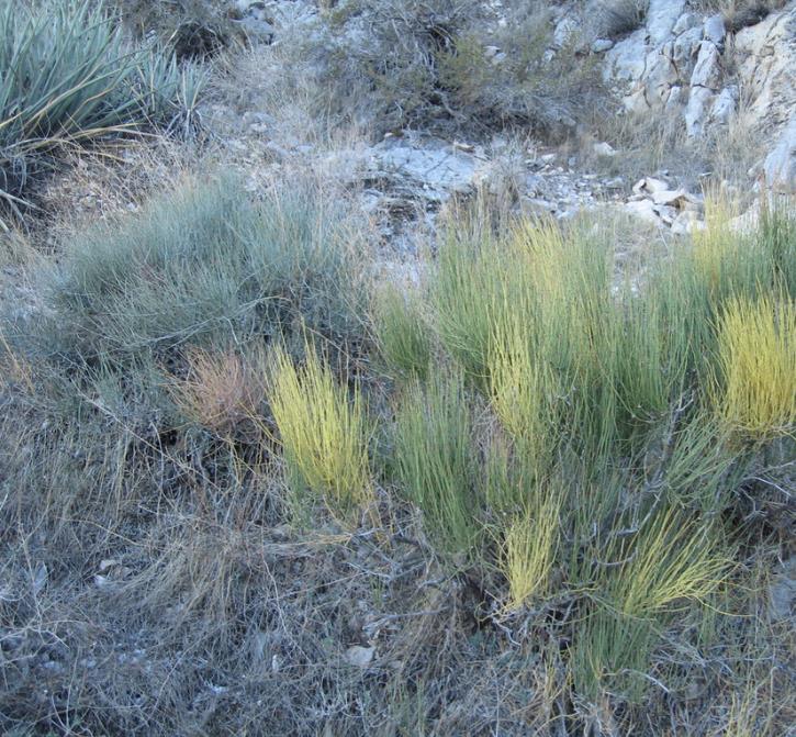 Ephedra nevadensis - Efedra de Nevada, Chá Mórmon de Nevada, Chá do Deserto, Gray Jointfir - Imagem 2