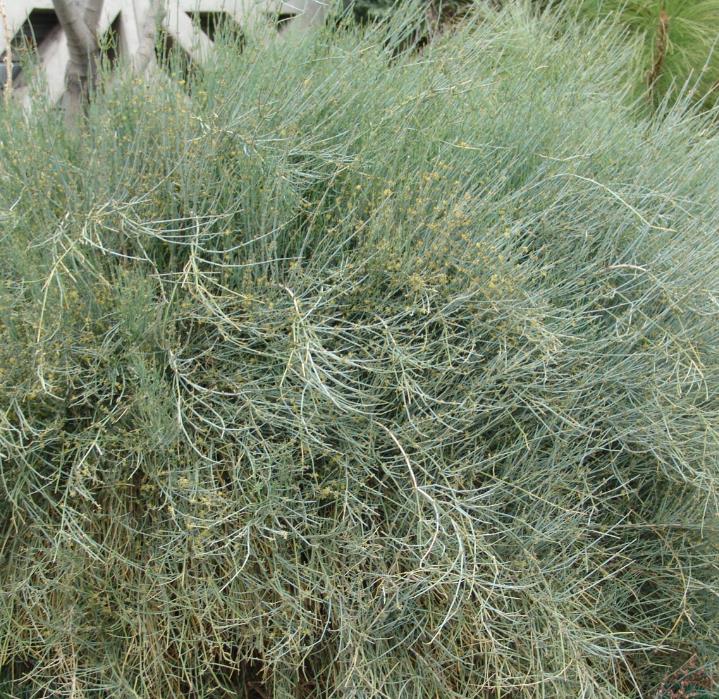 Ephedra nevadensis - Efedra de Nevada, Chá Mórmon de Nevada, Chá do Deserto, Gray Jointfir - Imagem 3