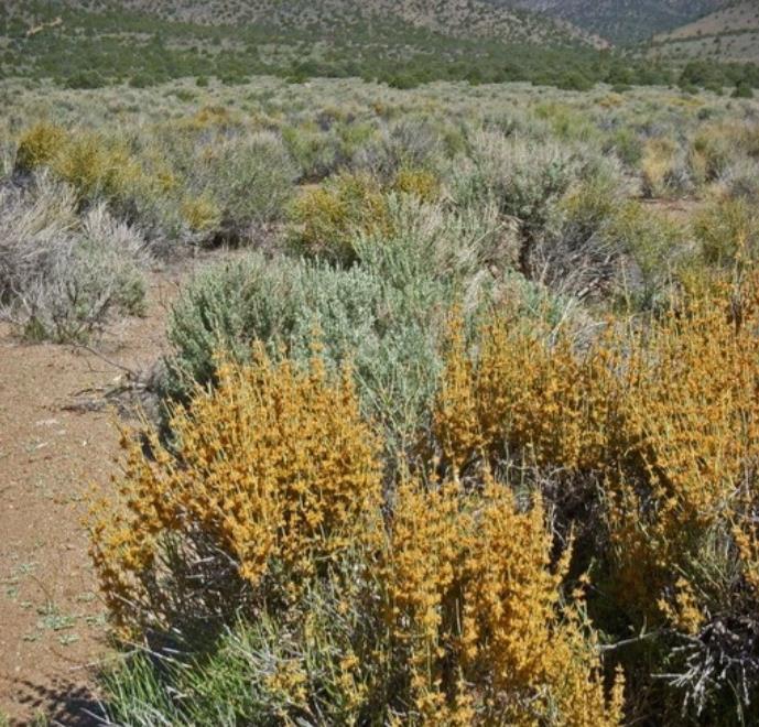 Ephedra nevadensis - Efedra de Nevada, Chá Mórmon de Nevada, Chá do Deserto, Gray Jointfir - Imagem 4