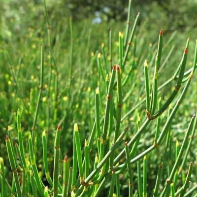 Ephedra sinica - Ephedra chinesa, Chá Mórmon, Chá Brigham, Efedra, Chinese Jointfir, Cao Ma Huang