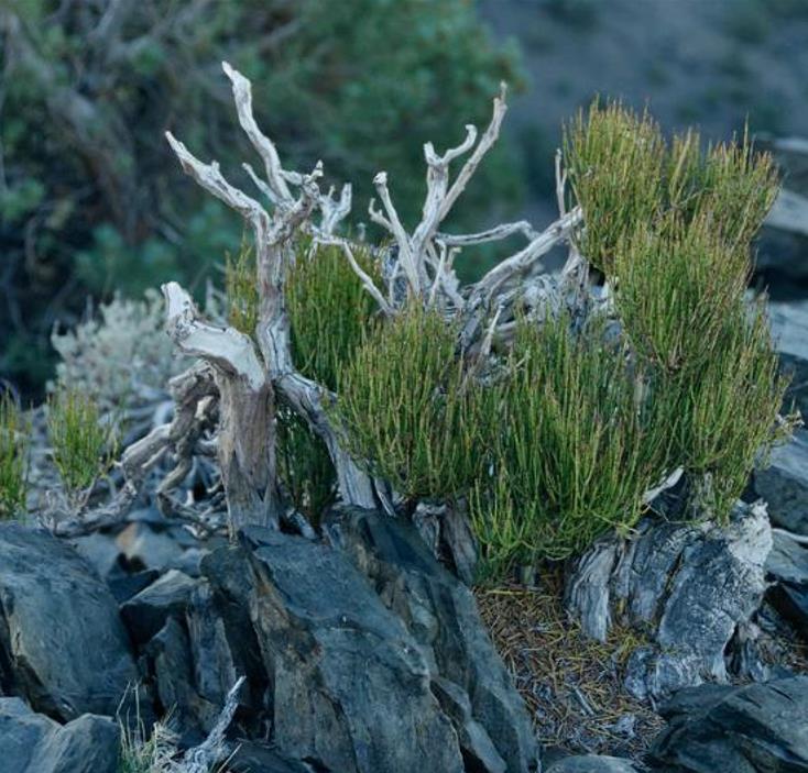 Ephedra viridis - Chá Mórmon Verde, Chá Brigham, Ephedra Verde, Mountain Jointfir - Imagem 2