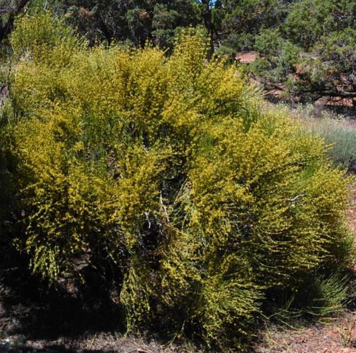 Ephedra viridis - Chá Mórmon Verde, Chá Brigham, Ephedra Verde, Mountain Jointfir - Imagem 4