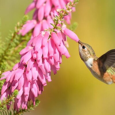 Erica bauera subsp. Bauera - Érica nupcial, Charneca nupcial, Érica Bauera, Urze