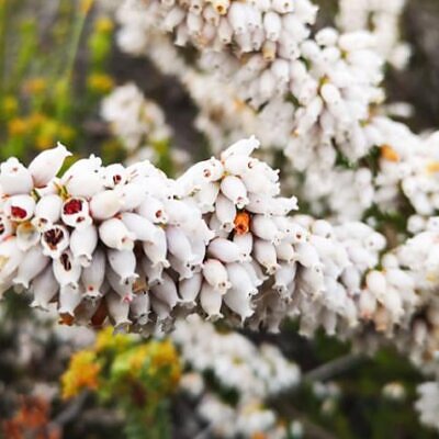 Erica caffra - Erica branca perfumada, Charnecas, Erica perfumada