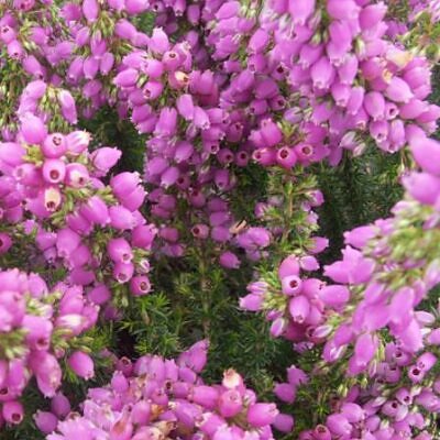 Erica chamissonis - Erica chamissonis, Erica, Erica rosa, Urze, Charneca