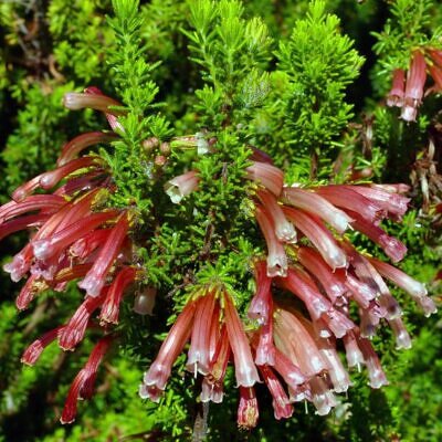 Erica glandulosa subsp. Glandulosa - Érica glandulosa, Charneca glandulosa, Urze