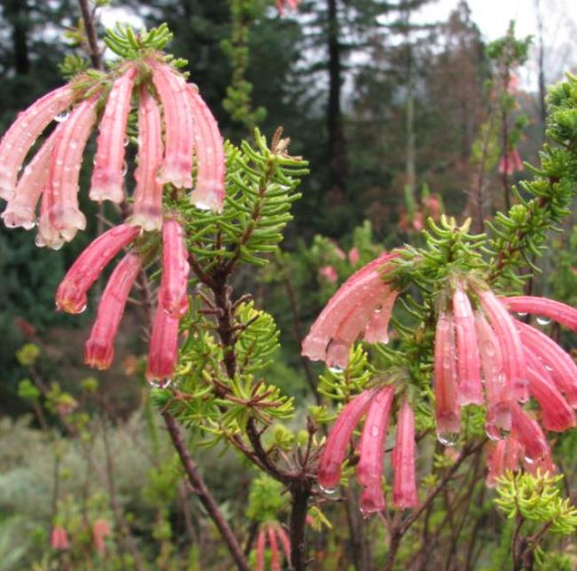 Erica glandulosa subsp. Glandulosa - Érica glandulosa, Charneca glandulosa, Urze - Imagem 2