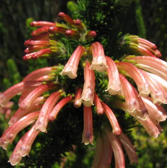 Erica glandulosa subsp. Glandulosa - Érica glandulosa, Charneca glandulosa, Urze - Imagem 3