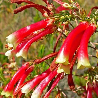 Erica versicolor (Erica discolor) - Erica bicolor, Charneca bicolor, Outeniqua, Erica verdadeira