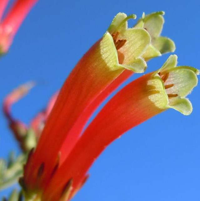 Erica versicolor (Erica discolor) - Erica bicolor, Charneca bicolor, Outeniqua, Erica verdadeira - Imagem 2