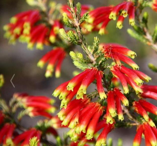 Erica versicolor (Erica discolor) - Erica bicolor, Charneca bicolor, Outeniqua, Erica verdadeira - Imagem 3