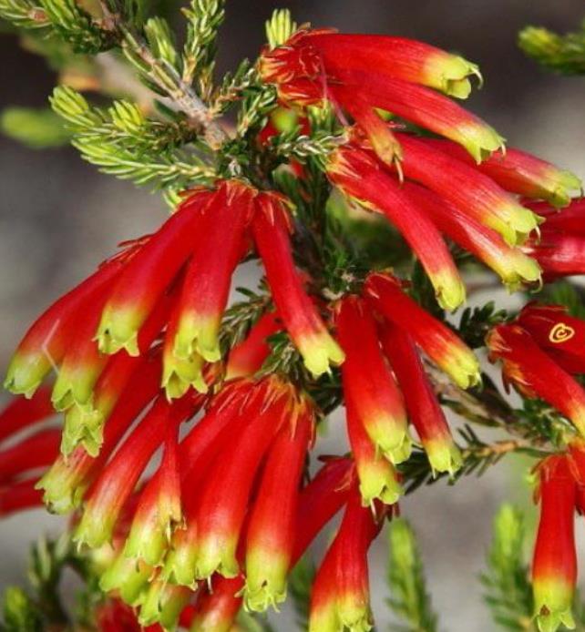Erica versicolor (Erica discolor) - Erica bicolor, Charneca bicolor, Outeniqua, Erica verdadeira - Imagem 4