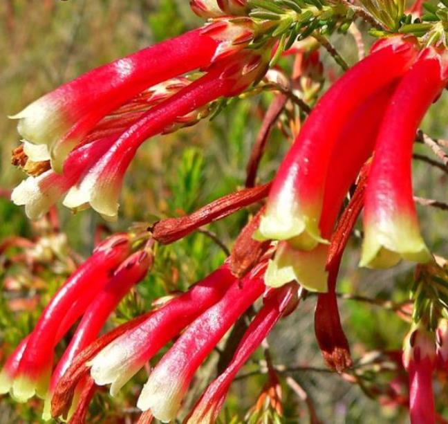 Erica versicolor (Erica discolor) - Erica bicolor, Charneca bicolor, Outeniqua, Erica verdadeira - Imagem 5