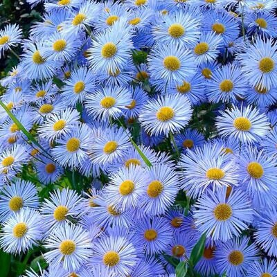 Erigeron speciosus Grandiflorus - Margarida Preciosa Azul, Repelente de pulgas