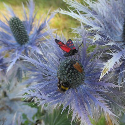 Eryngium alpinum superbum - Azevinho do mar, eringio soberbo, eringio esplêndido, blue sea holly