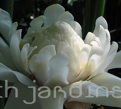 ETLINGERA ELATIOR - TORCH GINGER-GENGIBRE TOCHA BRANCA