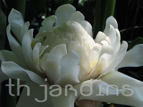 ETLINGERA ELATIOR - TORCH GINGER-GENGIBRE TOCHA BRANCA