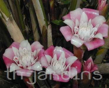 ETLINGERA VENUSTA - ROSA DE PORCELANA - MALAY ROSE