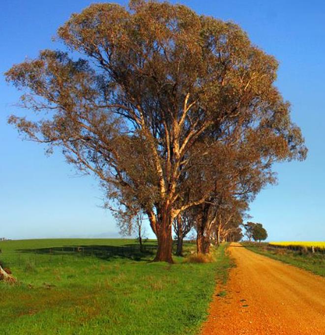 Eucalyptus amygdalina - Eucalipto Goma de Hortelã-Pimenta Preta, Eucalipto Menta, Black Peppermint Eucal - Imagem 3