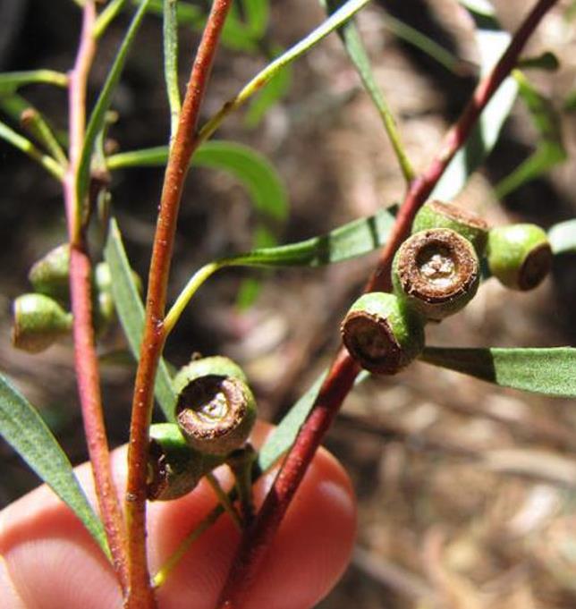 Eucalyptus amygdalina - Eucalipto Goma de Hortelã-Pimenta Preta, Eucalipto Menta, Black Peppermint Eucal - Imagem 4