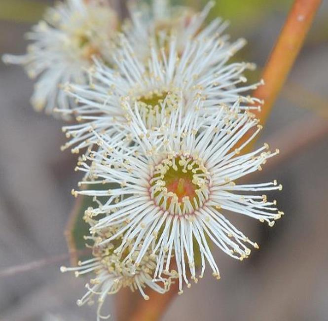 Eucalyptus amygdalina - Eucalipto Goma de Hortelã-Pimenta Preta, Eucalipto Menta, Black Peppermint Eucal - Imagem 5