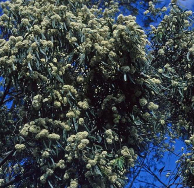 Eucalyptus amygdalina - Eucalipto Goma de Hortelã-Pimenta Preta, Eucalipto Menta, Black Peppermint Eucal - Imagem 6