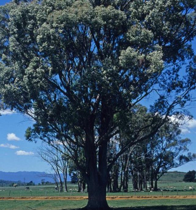Eucalyptus amygdalina - Eucalipto Goma de Hortelã-Pimenta Preta, Eucalipto Menta, Black Peppermint Eucal - Imagem 7