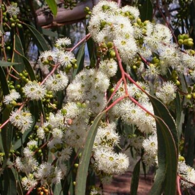 Eucalyptus bridgesiana - Eucalipto Goma de Maçã, Eucalipto Caixa de Maçã, Eucalipto Maçã, Apple Gum