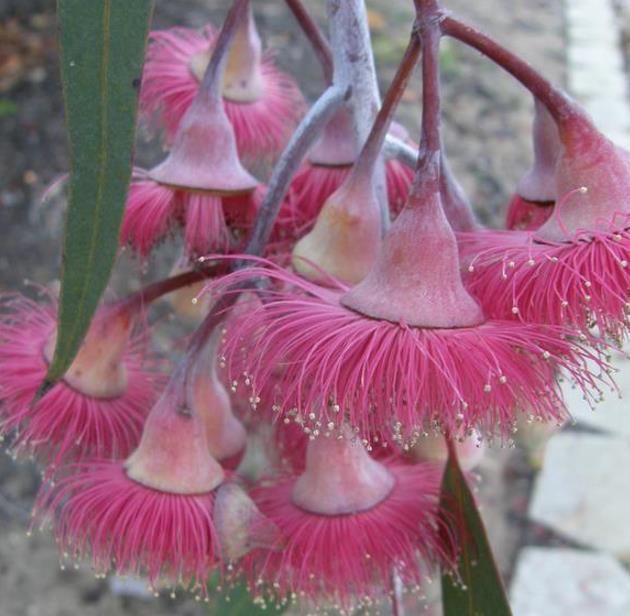 Eucalyptus caesia Ssp. Magna - Eucalipto Princesa de Prata, Silver Princess - Imagem 2