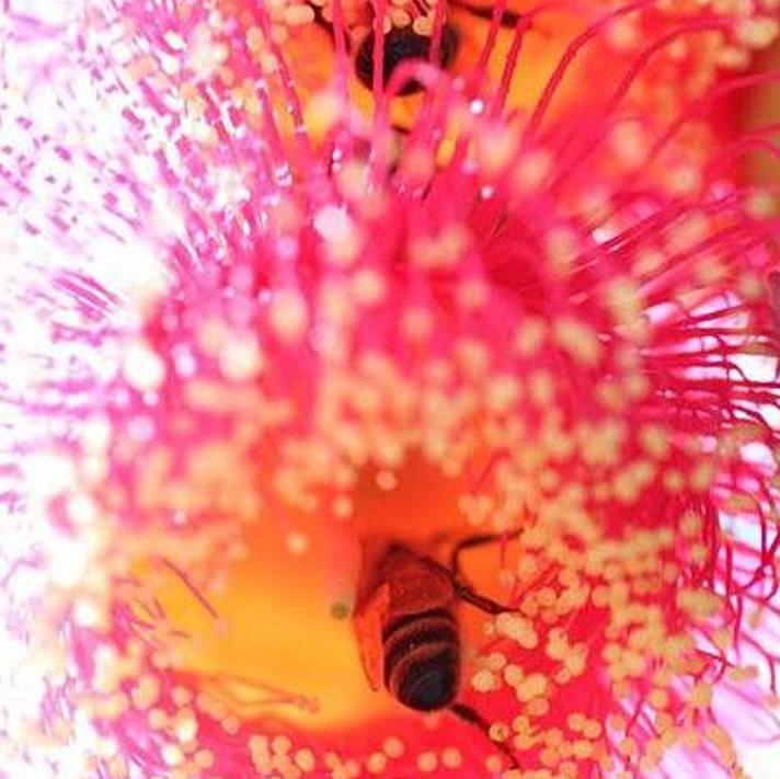Eucalyptus caesia Ssp. Magna - Eucalipto Princesa de Prata, Silver Princess - Imagem 3