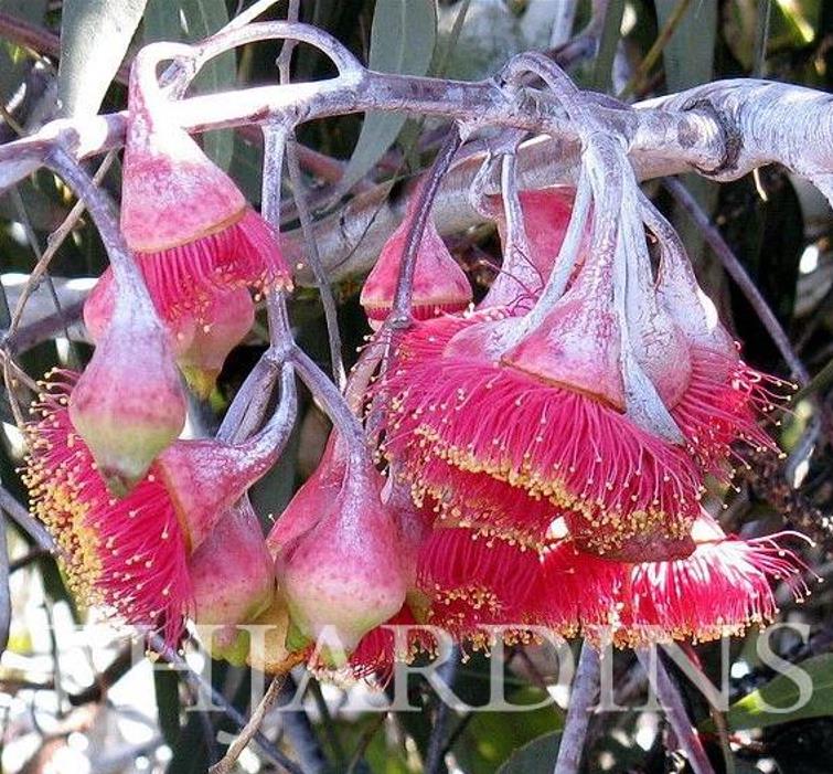 Eucalyptus caesia Ssp. Magna - Eucalipto Princesa de Prata, Silver Princess - Imagem 4
