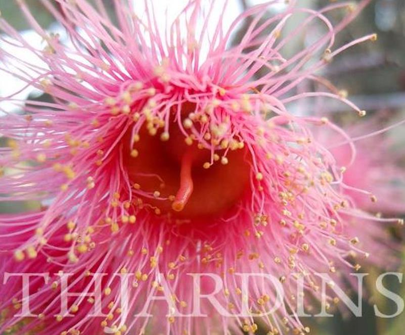 Eucalyptus caesia Ssp. Magna - Eucalipto Princesa de Prata, Silver Princess - Imagem 5