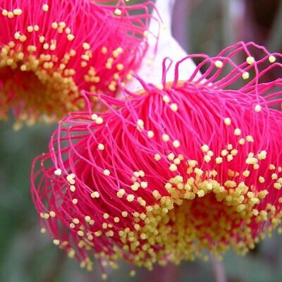 Eucalyptus caesia Ssp. Magna - Eucalipto Princesa de Prata, Silver Princess