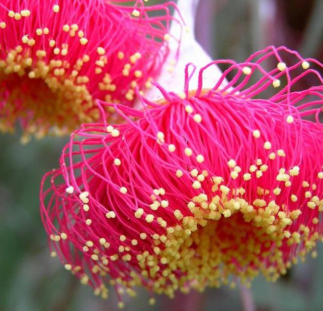Eucalyptus caesia Ssp. Magna - Eucalipto Princesa de Prata, Silver Princess