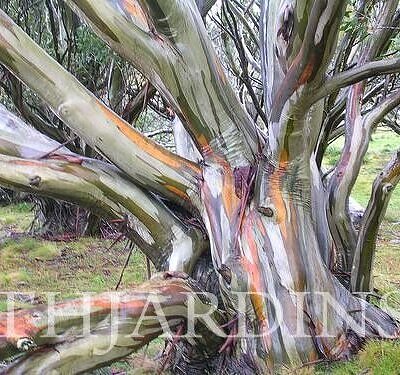 Eucalyptus Coccifera - Eucalipto Tasmanian Snow Gum