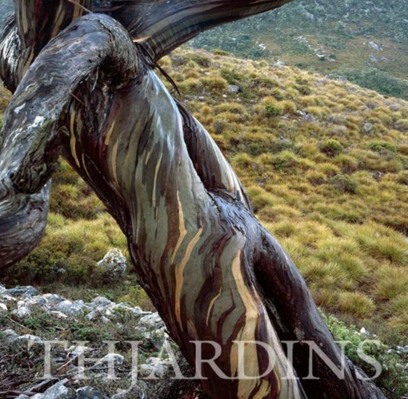 Eucalyptus Coccifera - Eucalipto Tasmanian Snow Gum - Imagem 3