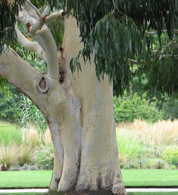 Eucalyptus dalrympleana - Eucalipto da Montanha, Goma de Montanha, Mountain Gum - Imagem 2