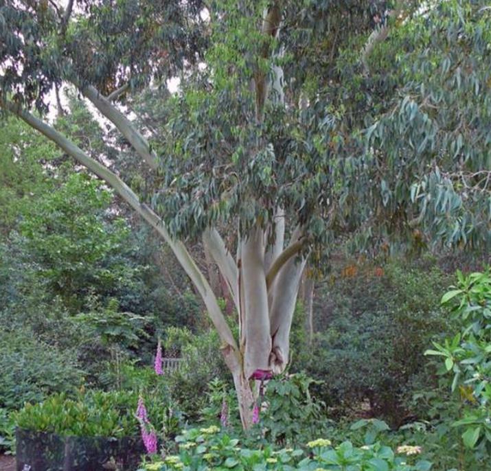 Eucalyptus dalrympleana - Eucalipto da Montanha, Goma de Montanha, Mountain Gum - Imagem 3