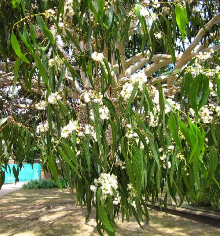 Eucalyptus dalrympleana - Eucalipto da Montanha, Goma de Montanha, Mountain Gum - Imagem 6