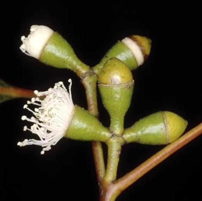 Eucalyptus dalrympleana - Eucalipto da Montanha, Goma de Montanha, Mountain Gum - Imagem 7