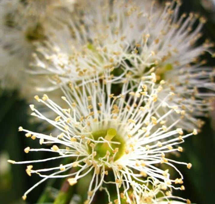 Eucalyptus dalrympleana - Eucalipto da Montanha, Goma de Montanha, Mountain Gum - Imagem 8