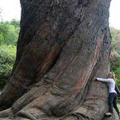 Eucalyptus delegatensis - Eucalipto Gigante, Eucalipto Carvalho da Tasmânia, Eucalipto Goma-Top Madeira Fo