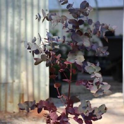Eucalyptus elliptica NZ - Eucalipto Goma Branca, Eucalipto Elliptica Nova Zelândia, Bendemeer White Gum