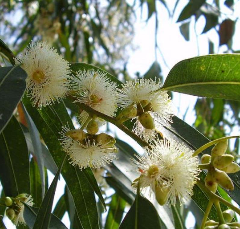 Eucalyptus globulus Ssp Globulus - Eucalipto Globulus, Eucalipto Medicinal - Imagem 2