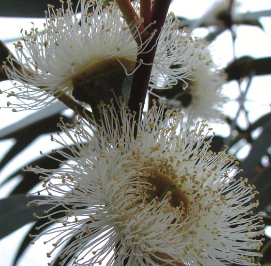 Eucalyptus globulus Ssp Globulus - Eucalipto Globulus, Eucalipto Medicinal - Imagem 3